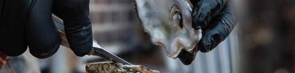 Oyster. Image by Thomas John (Unsplash)