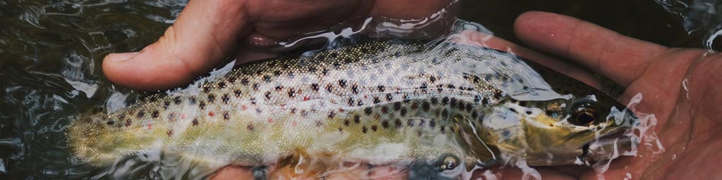 Trout. Image by Hunter Brumels (Unsplash)